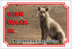 Groenland hond