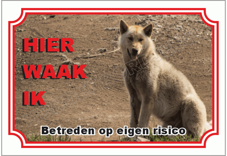 Groenland hond