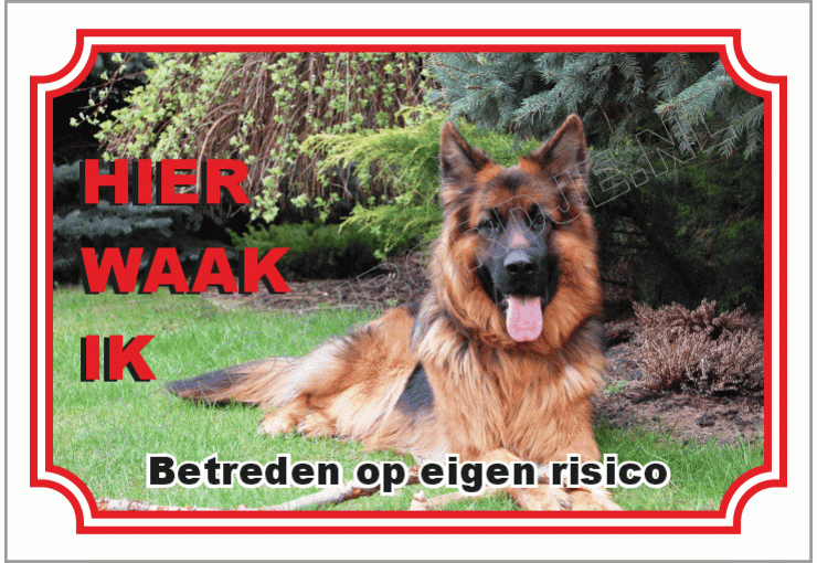 Lang harige oud duitse herder