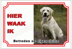 Blonde labrador
