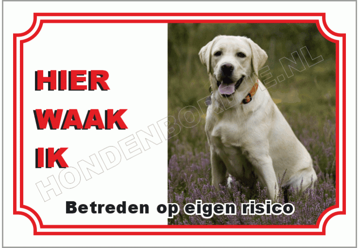 Blonde labrador