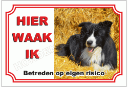 Border collie