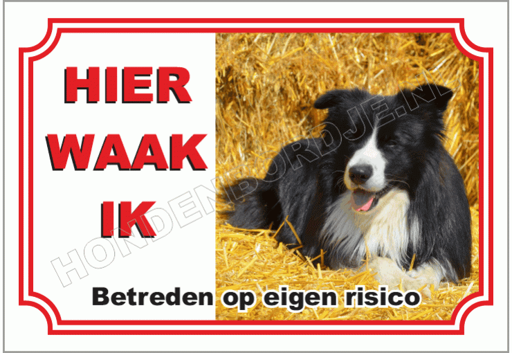 Border collie