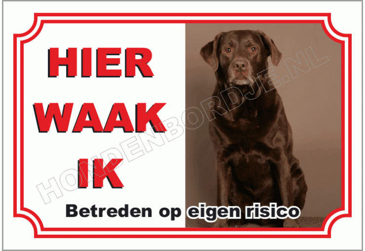 Bruine labrador