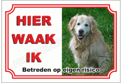 Golden retriever