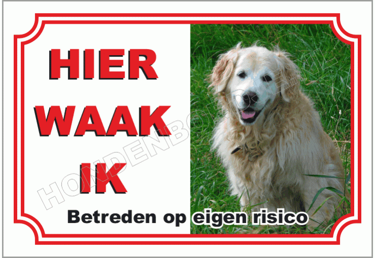 Golden retriever