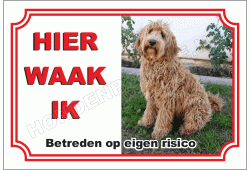 Labradoodle