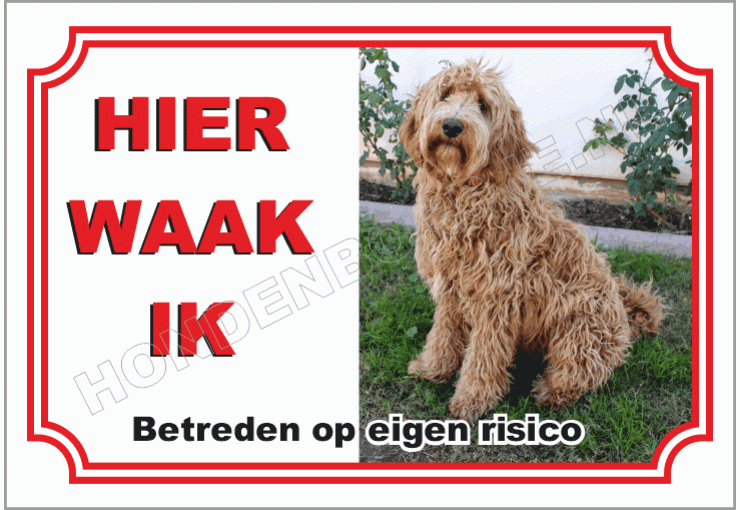 Labradoodle