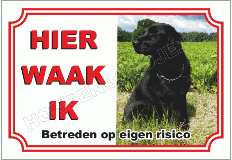 Zwarte labrador