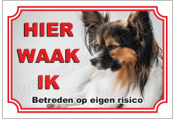 Epagneul nain continental papillon