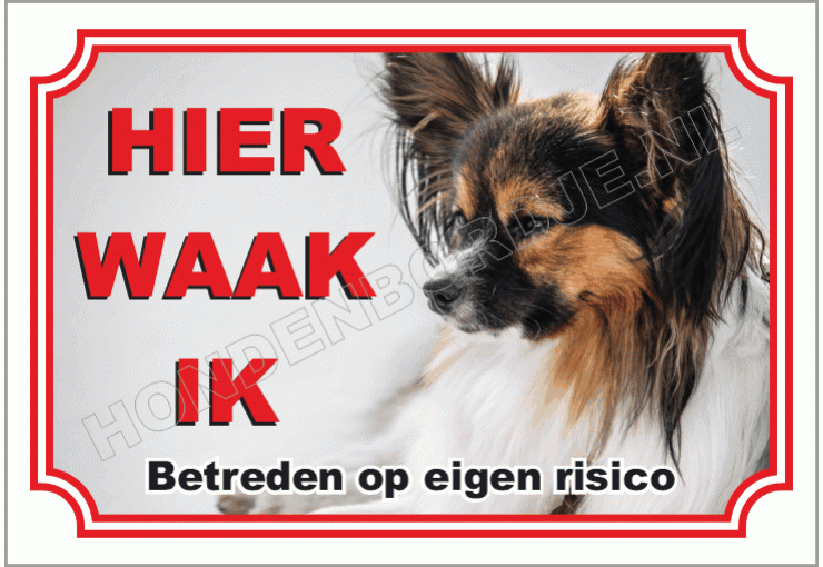 Epagneul nain continental papillon