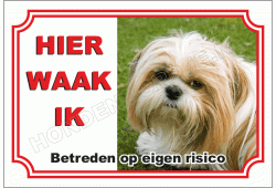 Shih tzu blond