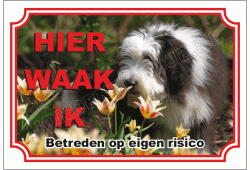 Bearded collie
