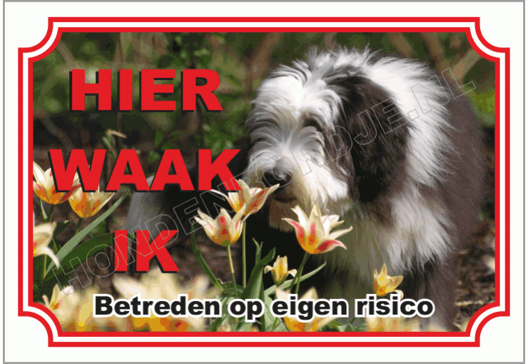 Bearded collie