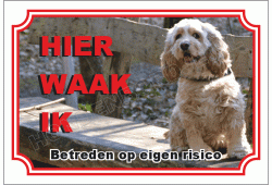 American-cocker