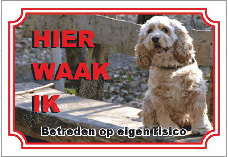 American-cocker