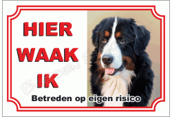 Bernese mountian