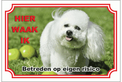 Bichon frisé
