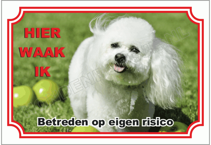 Bichon frisé