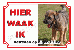 Border Terrier