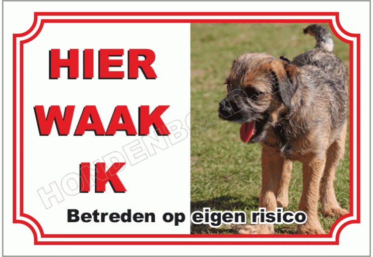 Border Terrier