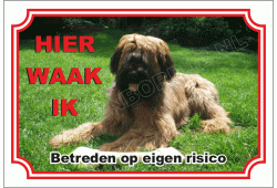 Briard Blond