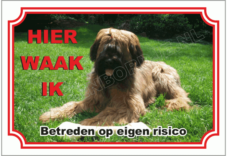 Briard Blond