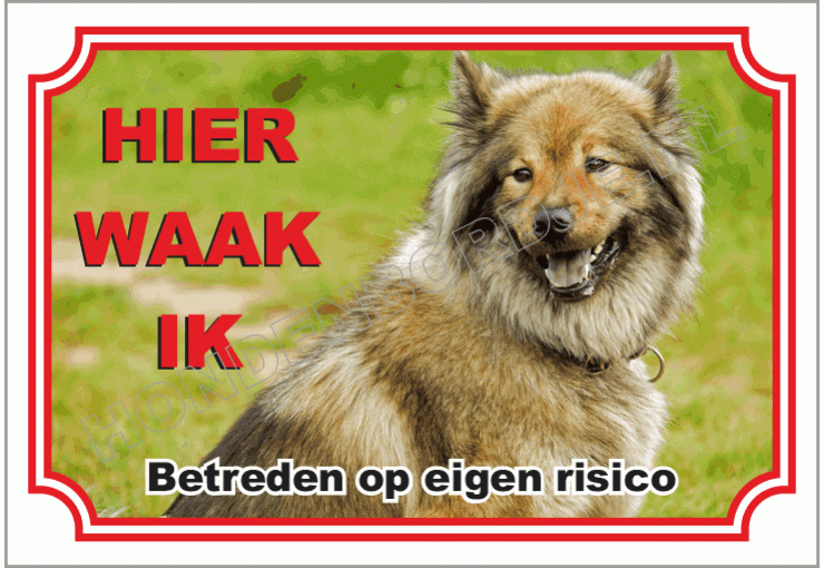 Bruine Samoyed