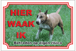 Bull Terrier Bruin