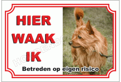 Cairn Terrier Blond