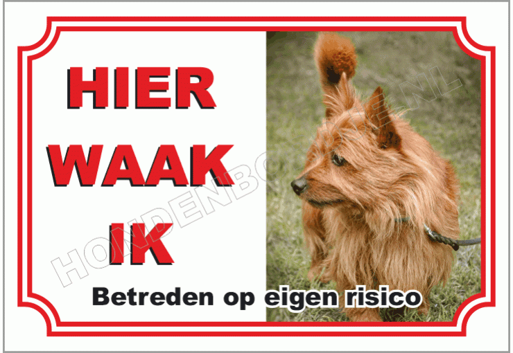 Cairn Terrier Blond