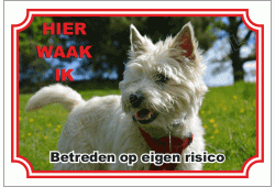Cairn Terrier Wit