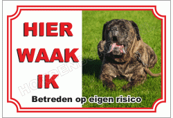 Cane Corso Bruin
