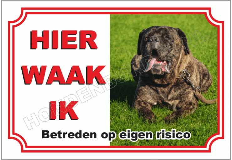 Cane Corso