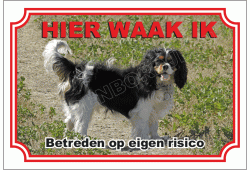 Cavalier King Charles Spaniël Zwart Wit