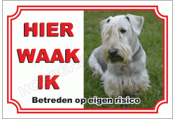 Cesky Terrier Zit