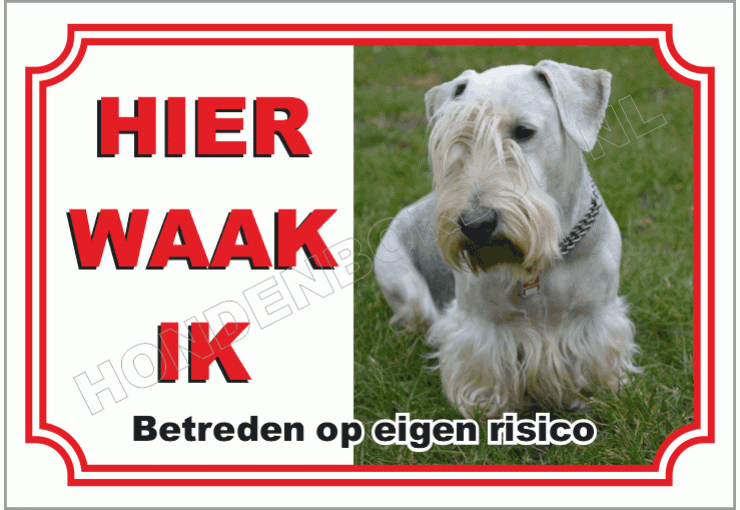 Cesky Terrier Zit