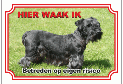 Cesky Terrier