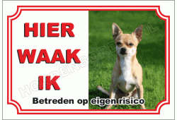 Chihuahua, Korthaar Bruin