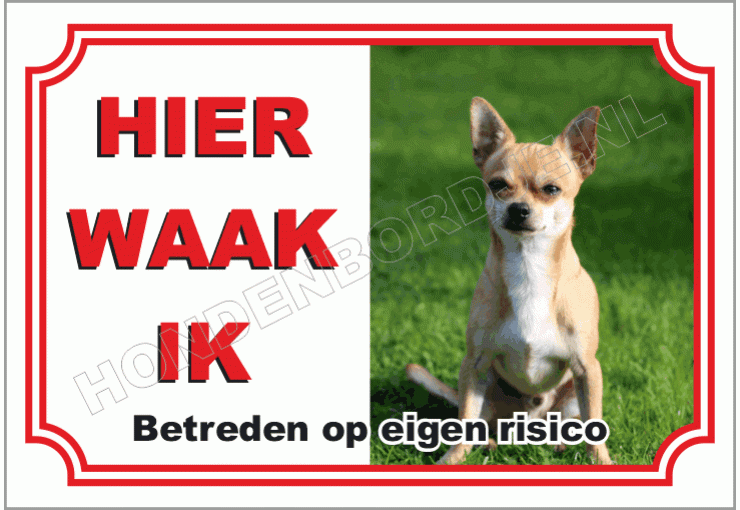 Chihuahua, Korthaar Bruin