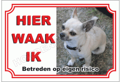 Chihuahua, Korthaar Wit