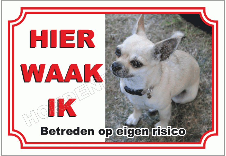 Chihuahua, Korthaar Wit