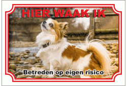 Chihuahua, Langhaar Bruin