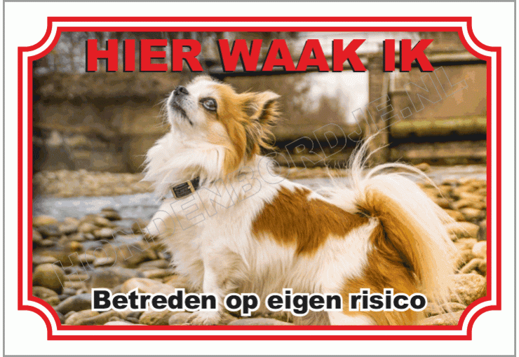 Chihuahua, Langhaar Bruin