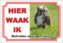 Chihuahua, Langhaar Donker Bruin