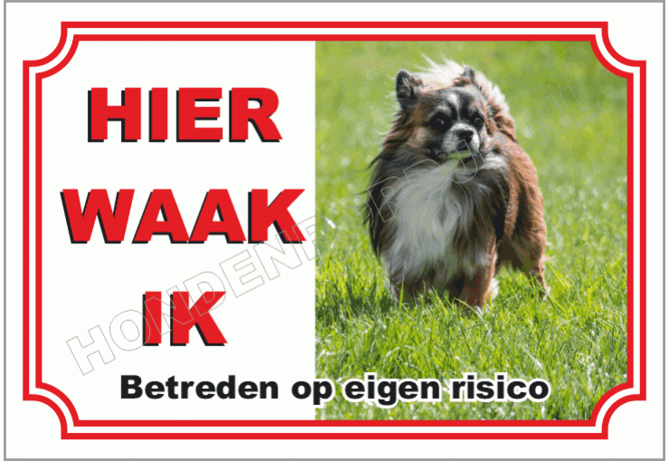 Chihuahua, Langhaar Donker Bruin