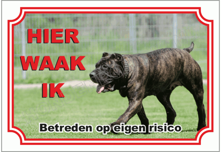 Dogo Canario