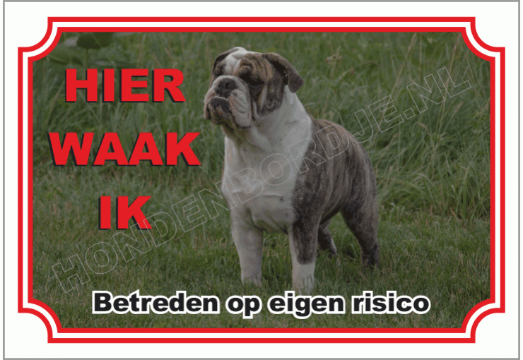 Engelse Bulldog