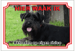 Dwergschnauzer