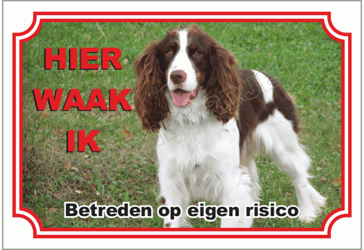 Engelse Springer Spaniel